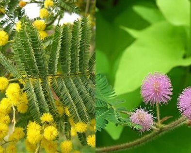 4 мифа о 8 Марта, в которые верить не стоит