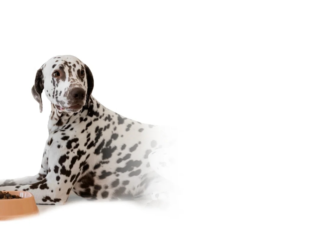 Новогодние собаки, хорошие врачи и плохие сотрудники компании СДЭК