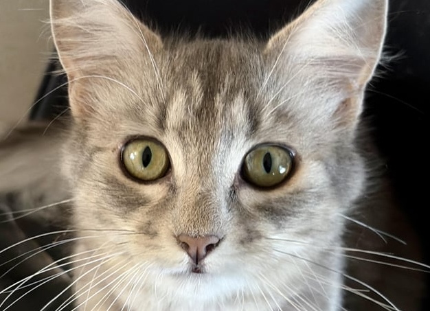 Кошаки и люди, какие выводы сделали ученые в плане их взаимодействия