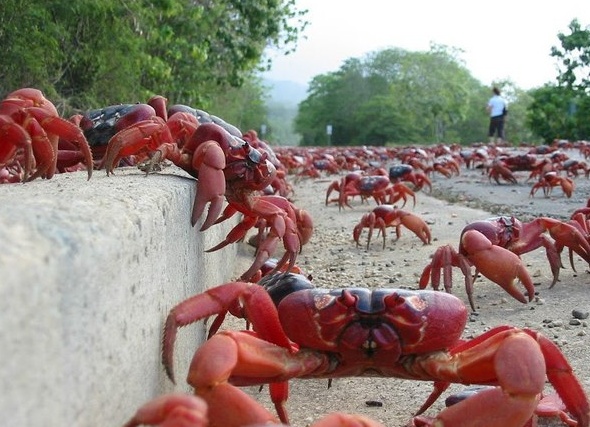 Когда люди настолько бестолковые, что даже казнить толком не могут