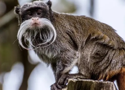 Тюрьма для президентов и странные новости